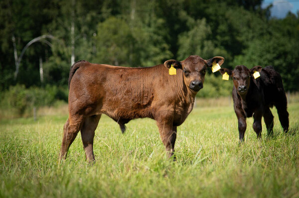 Black angus calf on summer day standing in grass