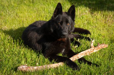Kara Alman çobanı pençeleri arasında bir kütükle çimenlerde uzanıyor.