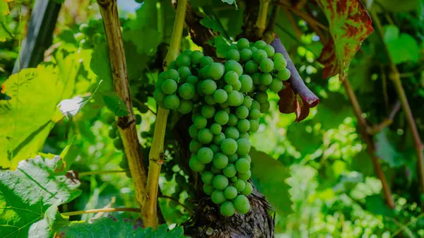  Yeşillik, olgunlaşmamış üzümler bir üzüm bağının arka planında. Almanya 'da yaz