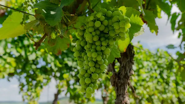  Yeşillik, olgunlaşmamış üzümler bir üzüm bağının arka planında. Almanya 'da yaz