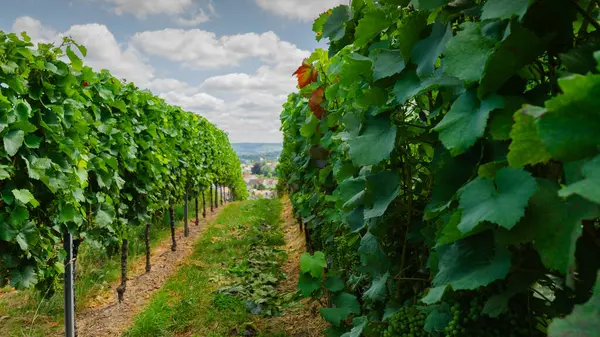 Almanya 'da yazın şarap üreticileri, üzüm tarlaları