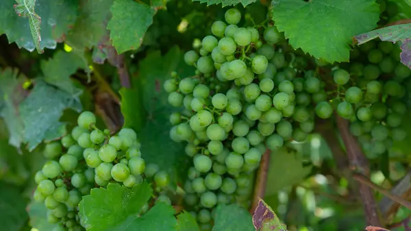 Yeşillik, olgunlaşmamış üzümler bir üzüm bağının arka planında. Almanya 'da yaz