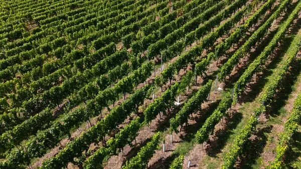Almanya 'da yazın şarap üreticilerinin hava manzarası, üzüm tarlaları