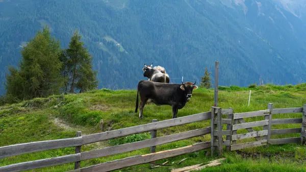 Önlerinde iki inek ve bir ahşap çit var.