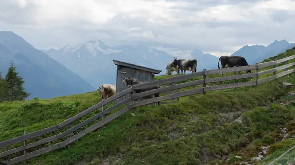 Önlerinde inekler ve ahşap bir çit var.