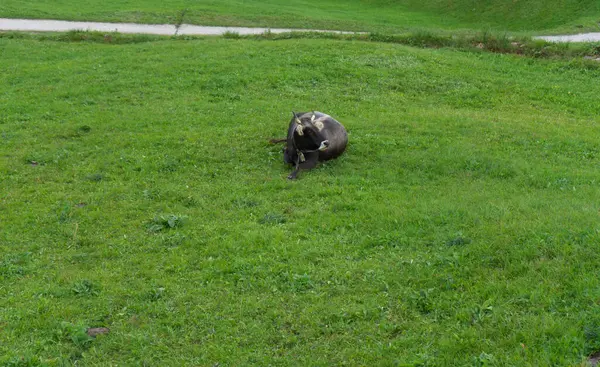 inek çim üzerinde yalan