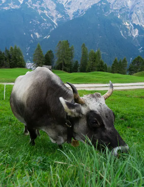 Alp dağlarındaki bir inek, arka planda dağlar olan yeşil bir tarlada ot yer.