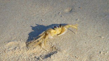 Olgun, küçük bir bahçe ananasına yakın çekim