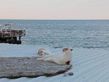 Bir Yaz Akşamı Sahilde Rahatlayan Kediler