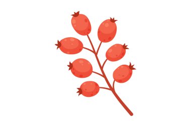 Beyaz arkaplanda kırmızı gül kalçaları var. El çizimi vektör illüstrasyonu.