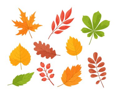  Renkli sonbahar yaprakları, ağaç dalları ve gül kalçaları. Sonbahar sarısı, turuncu, kahverengi, yeşil ve kırmızı yapraklar. Şablon, dekor ve afiş için. El çizimi düz vektör çizimi. 