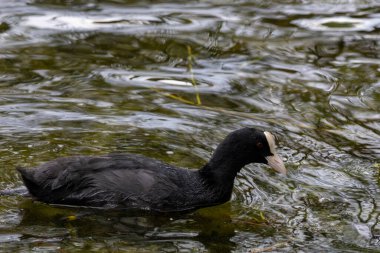 Durgun suda yüzen bir ördek