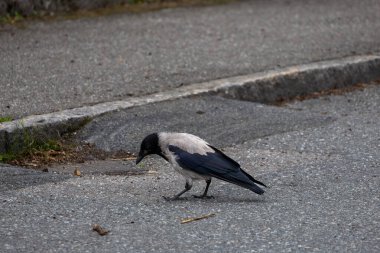 A crow foraging by the street. clipart