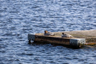 Sıradan merganerler gölde yüzen bir rıhtımda dinleniyorlar..