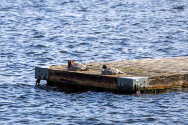 Sıradan merganerler gölde yüzen bir rıhtımda dinleniyorlar..