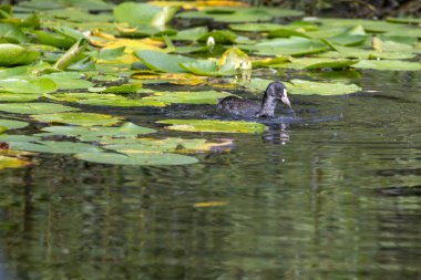 Zambakların arasında bir yaban ördeği.