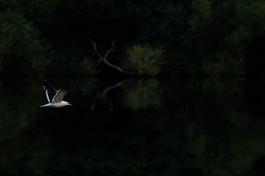 Sabahın ilk ışıklarıyla sakin bir su yüzeyinde uçan bir martı..