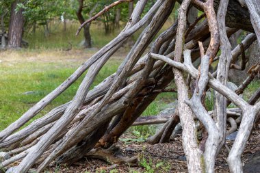 Birbirine dolanmış, yıpranmış ağaç dallarının doğal bir yapı oluşturduğu yakın çekim görüntüsü. Sahne arka planda bulanık yeşillikle çimenli bir alanda geçiyor..