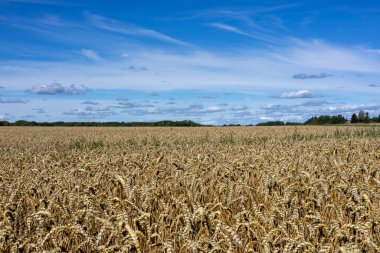 Uçsuz bucaksız bir altın buğday tarlası mavi gökyüzünün altında yavaşça sallanıyor tüylü beyaz bulutlarla. Ön planda yakın çekim buğday sapları yer alırken, arka planda daha fazla buğday tarlası ufku gösteriliyor.
