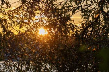Batan güneşler, sudaki bir ağacın yeşil dallarına saçılmış altın kirişler..