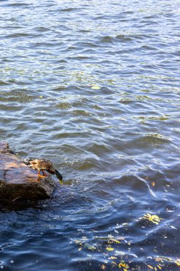 Bir yaban ördeği göldeki bir kayadan aşağıya atlamaya hazırlanıyor..
