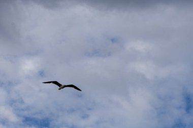 Mavi gökyüzünde bulutların üzerinde uçan bir martı..
