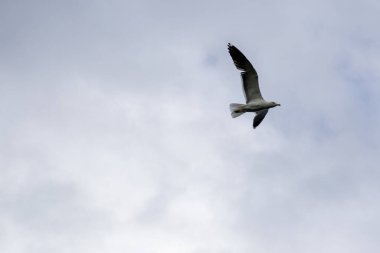 Mavi gökyüzünde bulutların üzerinde uçan bir martı..