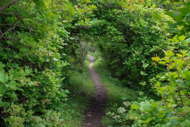 Kırsaldaki ağaçlar ve çalıların oluşturduğu doğal bir tünelden geçen bir patika..