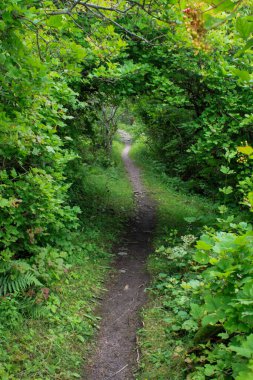 Kırsaldaki ağaçlar ve çalıların oluşturduğu doğal bir tünelden geçen bir patika..