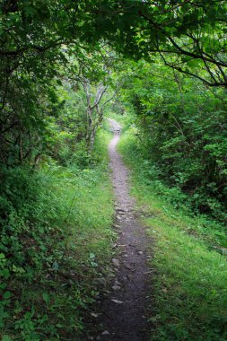 Kırsaldaki ağaçlar ve çalıların oluşturduğu doğal bir tünelden geçen bir patika..