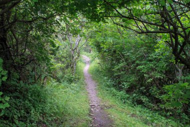 Kırsaldaki ağaçlar ve çalıların oluşturduğu doğal bir tünelden geçen bir patika..