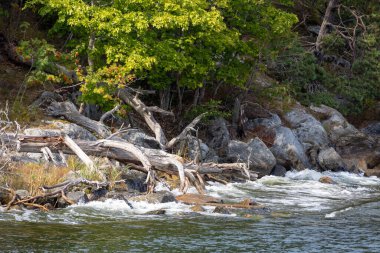 Dalgalı su, kayalık kıyılar ve yemyeşil ağaçların olduğu sakin bir nehir kenarı manzarası. Düşen kütükler ve dallar kıyı boyunca dağılır ve doğal, sakin bir atmosfer yaratır..