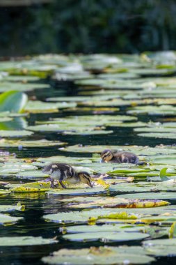 İki ördek yavrusu, sakin bir gölette nilüferlerin arasında yüzüyor. Sahne, sakin bir ortamda vahşi hayatın doğal güzelliklerini yakalıyor..