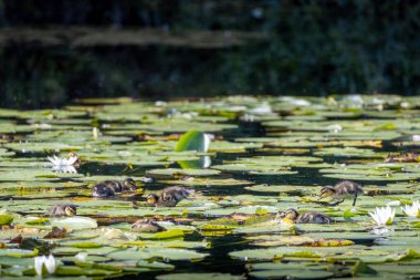 Bir grup ördek, dingin bir gölette nilüfer yaprağı arıyor. Sahnede yeşil nilüferler ve beyaz su nilüferleri, huzurlu bir doğal ortam yaratıyor..
