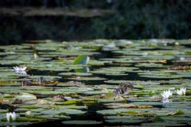 Nilüferlerle ve beyaz nilüferlerle dolu sakin bir gölet. Birkaç ördek yavrusu zambakların arasında yüzerken görülüyor. Huzurlu bir doğal ortam yaratıyorlar..