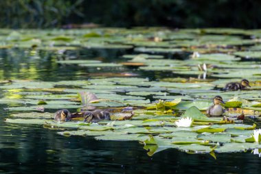 Nilüferlerin arasında yüzen ördek yavrularının olduğu sakin bir gölet sahnesi. Su sakin, çevredeki yeşilliği yansıtıyor. Beyaz nilüferler yüzeyde çiçek açar ve doğal ortama güzellik katar..