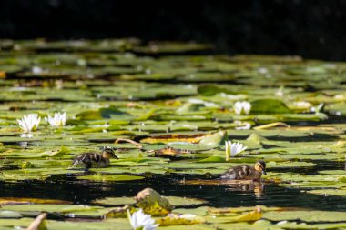 Nilüferlerin arasında yüzen iki ördek yavrusu ve sakin bir gölette beyaz nilüferler.