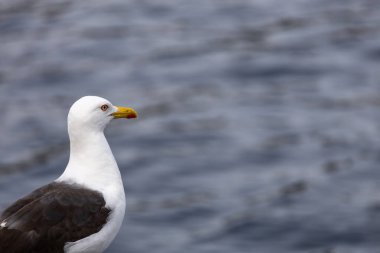 Beyaz başlı ve koyu gri kanatlı bir martının yakın çekimi, mavi suyun bulanık arka planında duruyor..