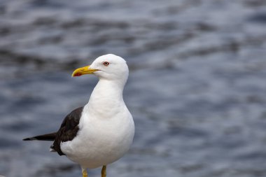 Suya yakın duran bir martının yakın çekimi beyaz gövdesini ve gri kanatlarını sergiliyor. Kuşun sarı bir gagası ve bulanık su arka planına sahip keskin bir bakışı vardır..