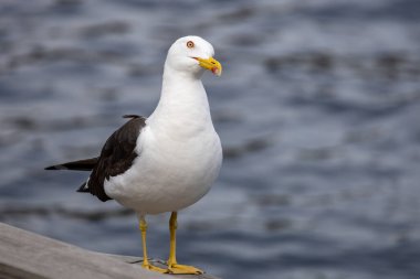 Suyun kenarındaki ahşap korkulukta duran bir martının yakın çekimi. Kuşun beyaz bir vücudu, siyah kanatları ve sarı bir gagası vardır. Arka planda suyun bulanık bir görüntüsü var.