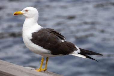 Suyun kenarındaki ahşap korkulukta duran bir martının yakın çekimi. Kuşun, koyu gri kanatları ve sarı bacakları olan beyaz bir kafası ve gövdesi vardır. Arkaplanda bulanık mavi bir su yüzeyi var..