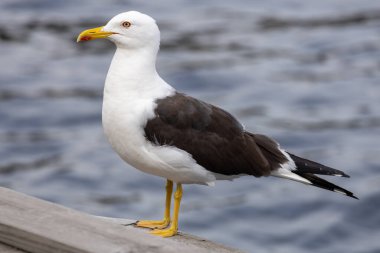 Suyun kenarındaki ahşap korkulukta duran bir martının yakın çekimi. Kuşun, koyu gri kanatları ve sarı gagası olan beyaz bir kafası ve gövdesi vardır. Arka planda bulanık bir su yüzeyi var..