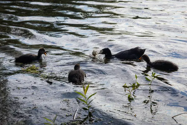 stock image A serene water scene featuring four coots swimming in a calm lake. The water reflects the surrounding greenery, creating a peaceful atmosphere. The ducks are varying in size and color, adding to the natural beauty of the setting.