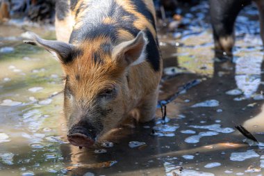Çamurlu suda yürüyen, siyah ve kahverengi kürklü bir domuzun yakın çekimi. Domuz meraklı görünüyor, kulakları yukarı kalkık ve burnu yüzeye yakın. Kabarcıklar ve yansımalar suda görülebilir..