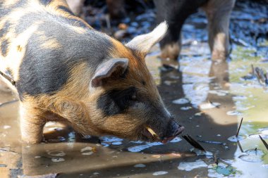 Ayırt edici siyah ve kahverengi benekli, çamurlu suda yiyecek arayan bir domuzun yakın çekimi. Domuzlar doğal ortamlarıyla çevrelenmiş meraklı ve meşgul görünüyorlar..