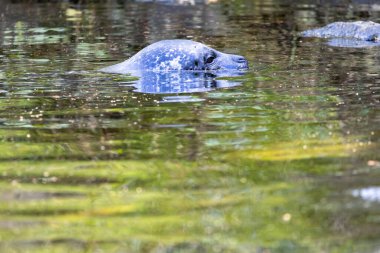 A seal partially submerged in calm water, with greenery reflected on the surface. The manatee's head is visible, showcasing its rounded snout and whiskers. clipart