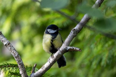 Dala tünemiş, yemyeşil yapraklarla çevrili küçük bir kuş. Kuşun sarı bir göbeği ve bulanık arka planda canlı tüylerini gösteren siyah ve beyaz bir kafası vardır..