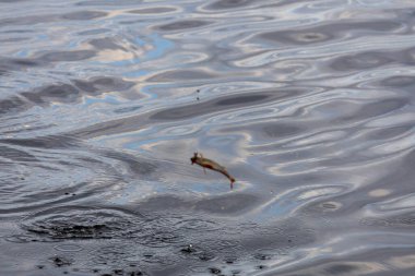 Sudan çıkan bir balık, yüzeyde dalgalanmalar yaratır. Su dalgalı bir dokuyla yansıtıcıdır, gökyüzünün renklerini yakalar..