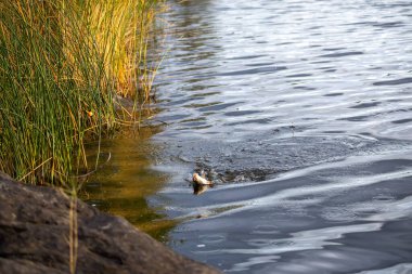Karaya getirilirken oltaya takılan bir balık. Su gökyüzünü ve kıyı şeridini yansıtır, sakin bir doğal manzara yaratır..