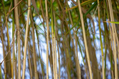 Yeşil yaprakların bulanık arka planına sahip uzun sazların yakın görüntüsü sakin ve doğal bir atmosfer yaratıyor..
